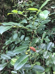 Zanthoxylum delagoense
