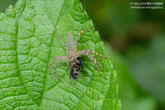 Hamadruas hieroglyphica