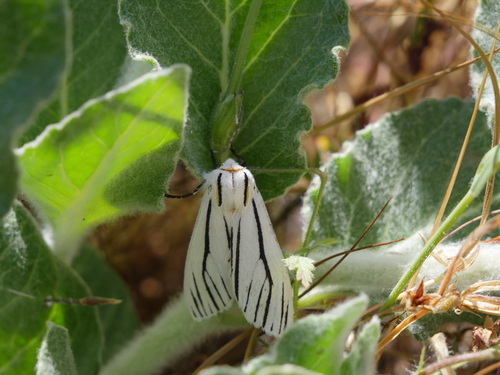 iNaturalist observation photo of Clio Tiger Moth