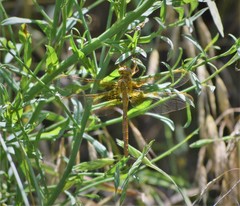 Neurocordulia xanthosoma