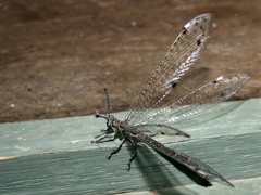 Bandidus canifrons