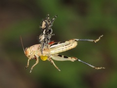 Phidippus carolinensis