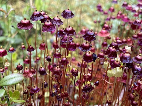 Splachnum rubrum Hedw.