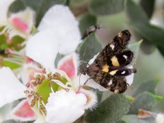 Petalanthes hexastera