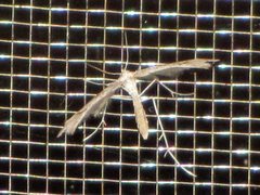 Platyptilia celidotus