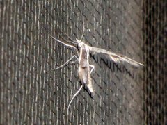 Platyptilia celidotus