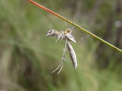 Stangeia xerodes