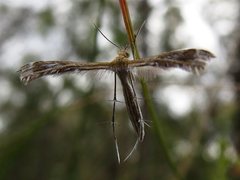 Stangeia xerodes