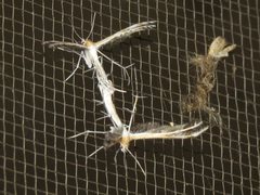 Stangeia xerodes