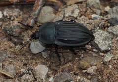Silpha carinata