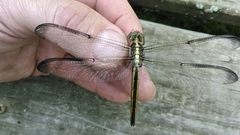 Libellula cyanea