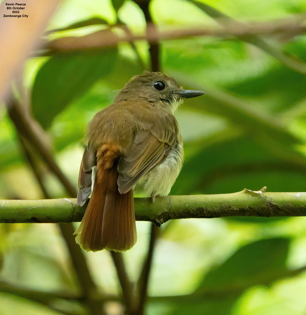 Philippine jungle flycatcher