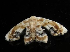 Holocryptis phasianura