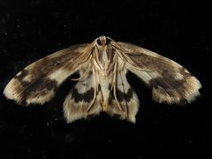 Holocryptis phasianura