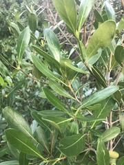 Coptosperma littorale