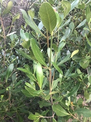 Coptosperma littorale