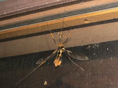 Leptotarsus imperatorius