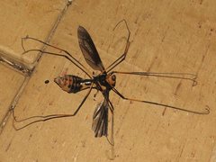 Leptotarsus imperatorius