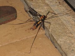 Leptotarsus imperatorius