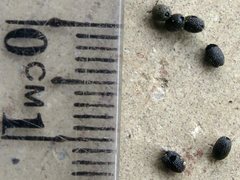 Leptotarsus imperatorius