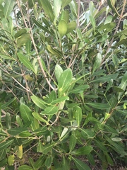Coptosperma littorale