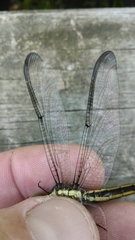Libellula cyanea