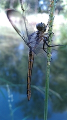 Libellula cyanea