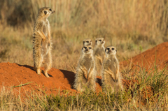 Meerkat photo 6