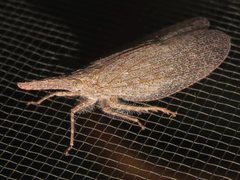 Rentinus dilatatus