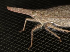 Rentinus dilatatus