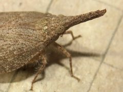Rentinus dilatatus