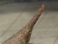 Rentinus dilatatus