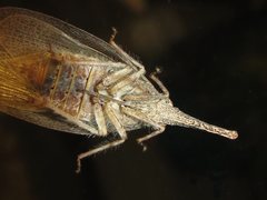 Rentinus dilatatus