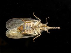 Rentinus dilatatus