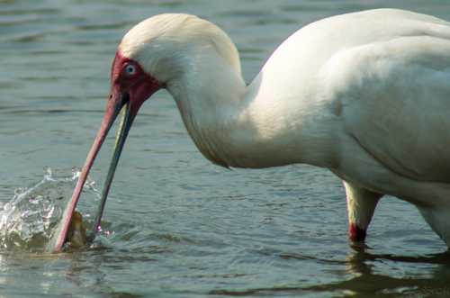 African Spoonbill