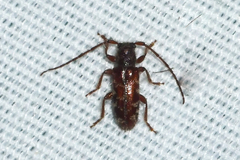 Eupogonius