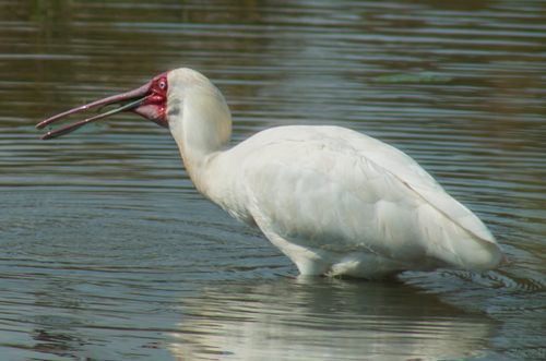 African Spoonbill