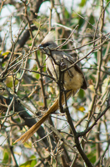 Colius striatus minor