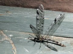 Dendroleon longipennis