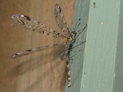 Dendroleon longipennis