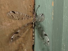 Dendroleon longipennis