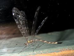 Dendroleon longipennis