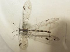 Dendroleon longipennis