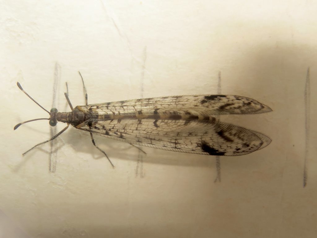 Dendroleon longipennis
