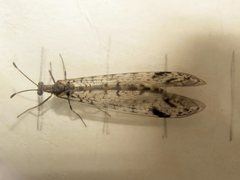 Dendroleon longipennis