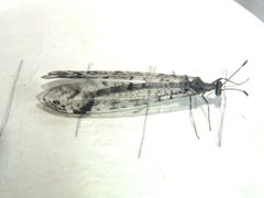 Dendroleon longipennis