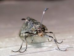 Dendroleon longipennis