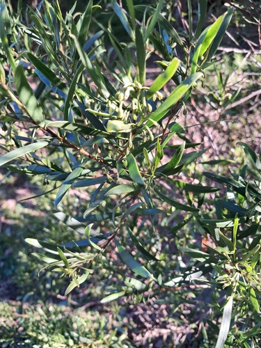 Image of Tree Violet (Melicytus dentatus) by (c) Andrew Gilbert, some rights reserved (CC BY)