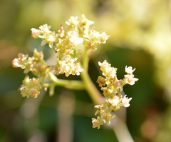 Micranthes occidentalis