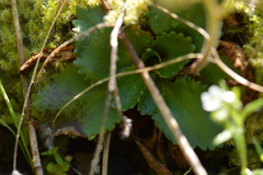 Micranthes occidentalis